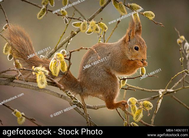close up of red squirrel standing on willow branches with flowers