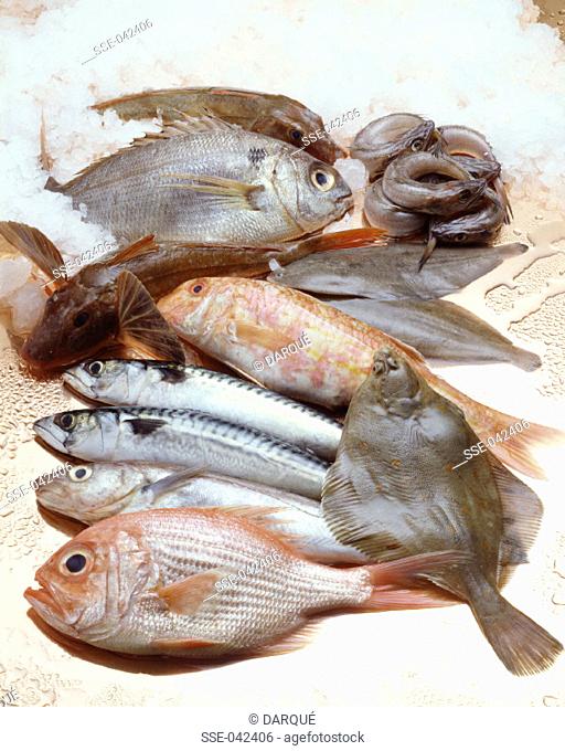 Selection of fresh fish