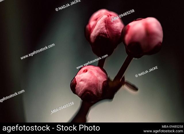 Blossoms of a fruit tree, close-up