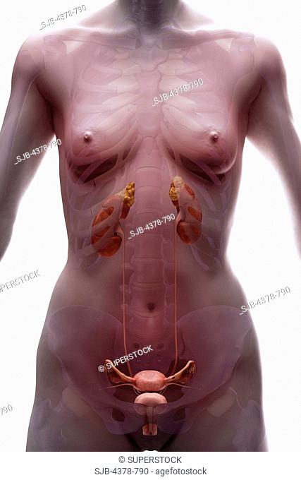 The urinary system female within the body viewed from the front. The skeleton is also present