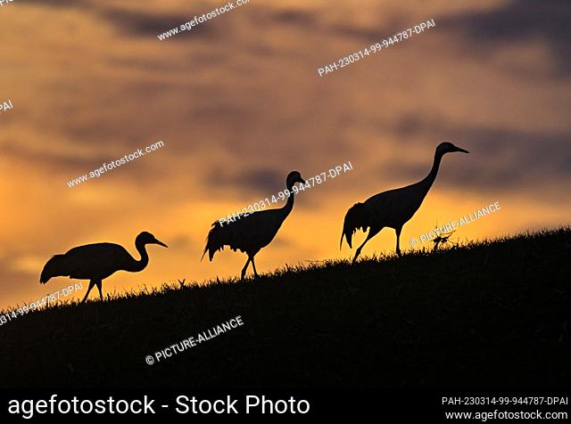 14 March 2023, Brandenburg, Podelzig: Three cranes (Grus grus) are on the move in the early morning sunrise on a hill on the edge of the Oderbruch