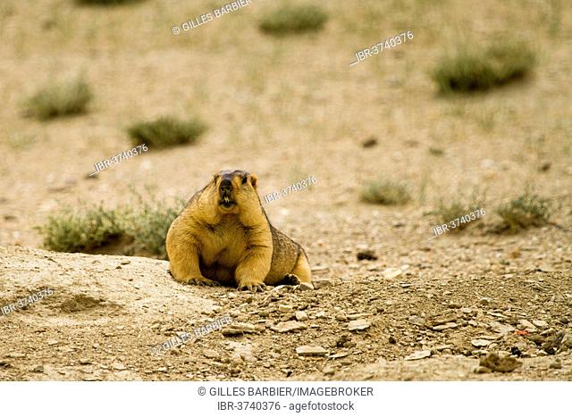 Himalayan Marmot (Marmota Himalayana), Tsomoriri Wetland Conservation Reserve, Jammu and Kashmir, India