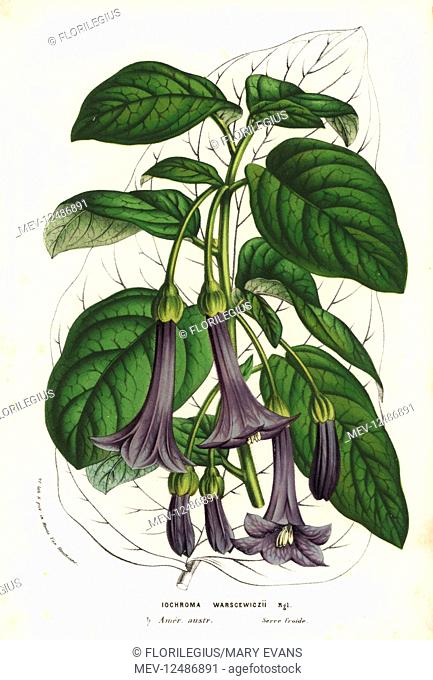 Purple bells, Iochroma warscewiczii. Handcoloured lithograph from Louis van Houtte and Charles Lemaire's Flowers of the Gardens and Hothouses of Europe