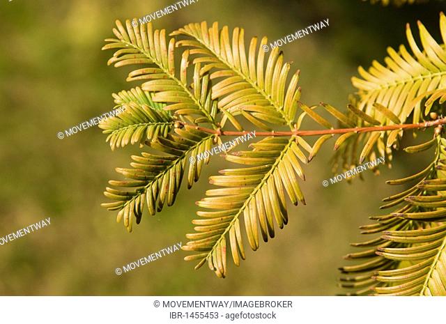 Dawn Redwood (Metasequoia glyptostroboides), branch