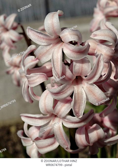 Hyacinthus orientalis, Garden hyacinth