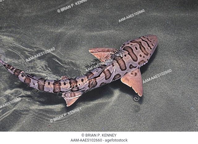 Leopard Shark (Triakis semifasciata) swimming in shallow water / Found in coastal waters of the eastern Pacific Ocean from Oregon to Baja California