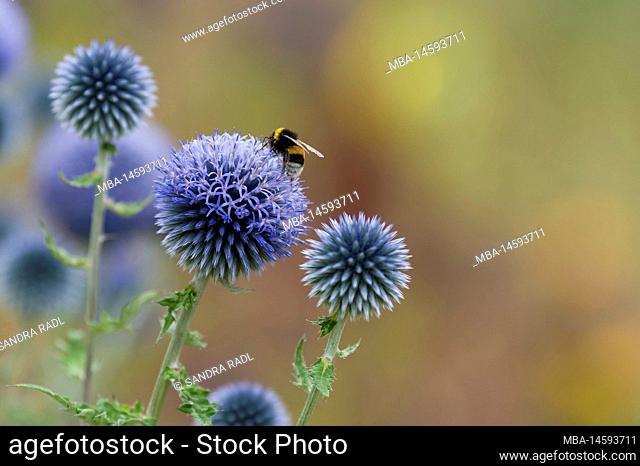 white-tailed bumblebee on the flower of a globe thistle, Germany