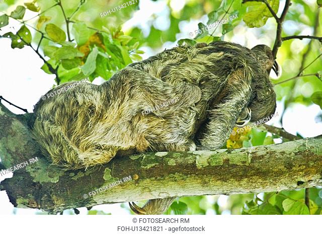 tree nature two sloth mating in aviarios del