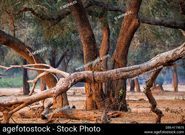 Africa, Zambia, Lower Zambezi natioinal Park, Chacma or chacma baboon (Papio ursinus),