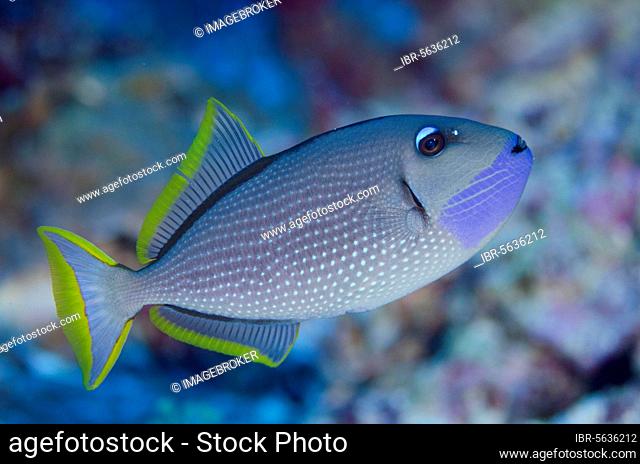 Gilded triggerfish (Xanthichthys auromarginatus), Blue-throated Triggerfish, Other animals, Fish, Animals, Triggerfish, Gilded Triggerfish