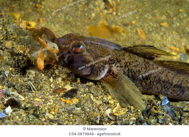 Rock goby (Gobius paganellus) devouring Mud lobster (Upogebia deltaura). Eastern Atlantic. Galicia. Spain. Europe