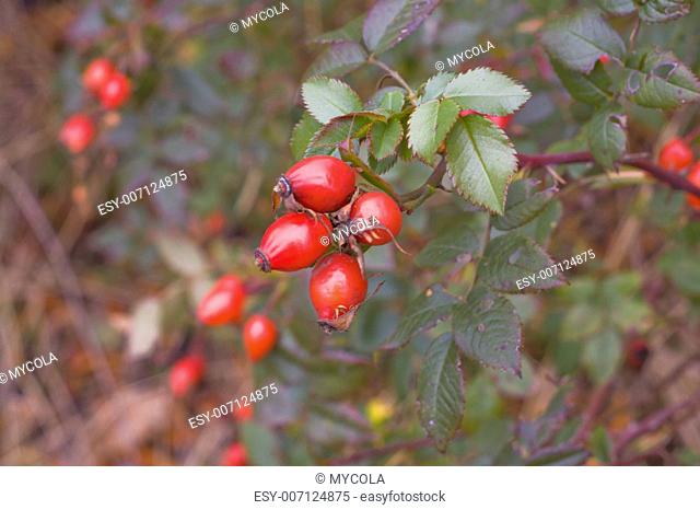 ripening red fruit of wild rose on a bush