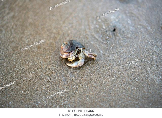 Hermit crabs live on the sand by the sea..