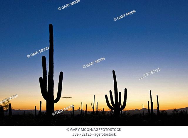 Saguaro cacti at sunset, Saguaro National Park, Tucson Mountain District, Arizona