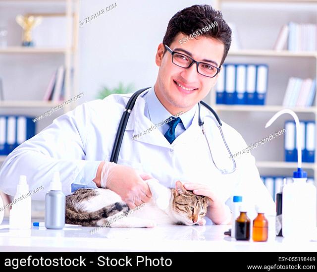 The cat visiting vet for regular check up