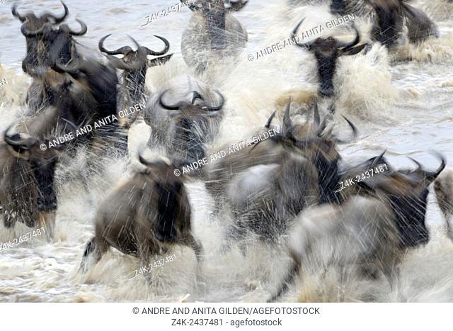 Herd of Blue Wildebeest (Connochaetes taurinus) crossing the Mara River with motion blur, Serengeti national park, Tanzania