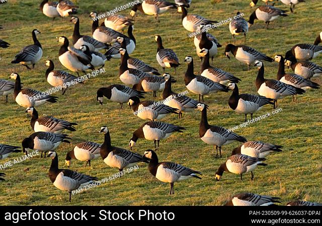 11 April 2023, Lower Saxony, Wangerooge: 11.04.2023, Wangerooge. Barnacle geese (Branta leucopsis) stand in the light of the setting sun on the East Frisian...
