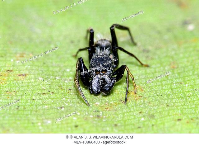Ant-mimicking spider resembling Camponotus ant at rest on foliage (Salticidae). Grahamstown, Eastern Caqpe, South Africa