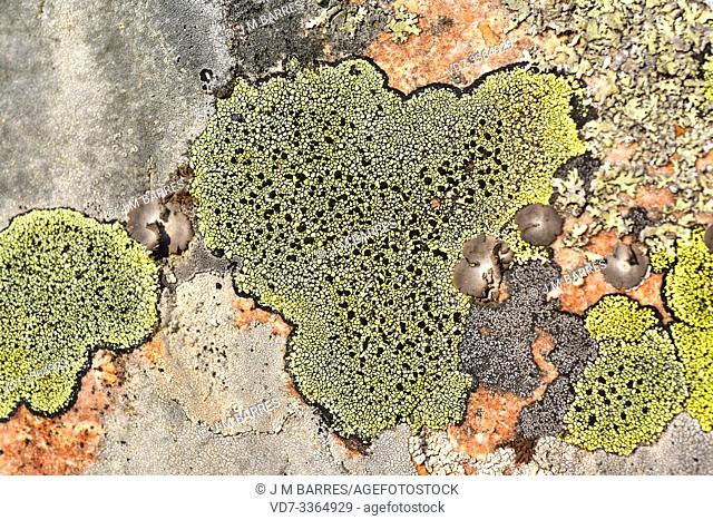 Map lichen (Rhizocarpon geographicum) is a crustose lichen that grows on siliceous rocks. This photo was taken in Calatrava La Nueva, Ciudad Real province