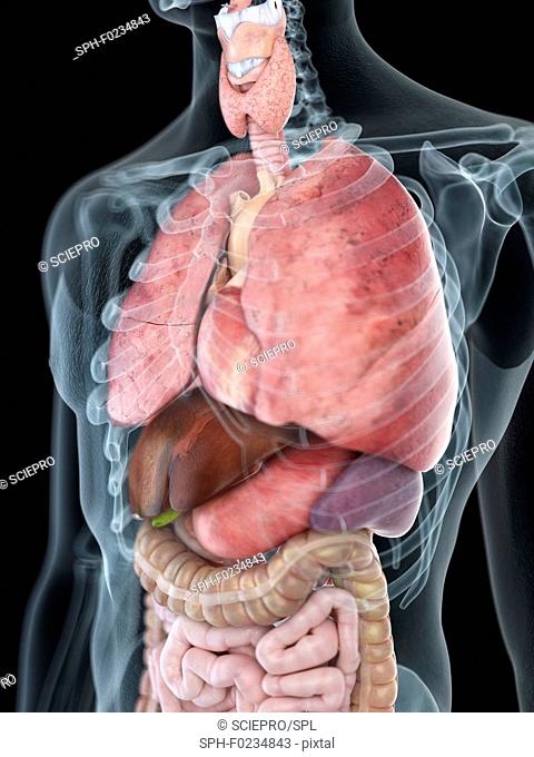 Illustration of a man's thorax anatomy