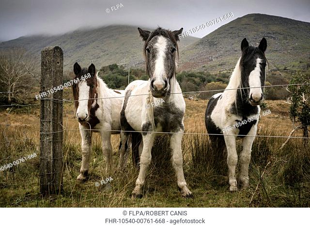 Horse, three piebald ponies, standing beside wire fence, Black Valley, Macgillycuddy's Reeks, Killarney, County Kerry, Munster, Ireland, November