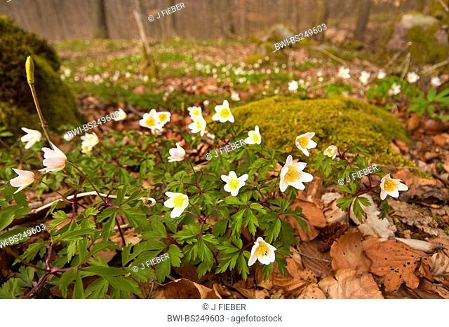 wood anemone Anemone nemorosa, blooming on the forest ground, Germany, Rhineland-Palatinate
