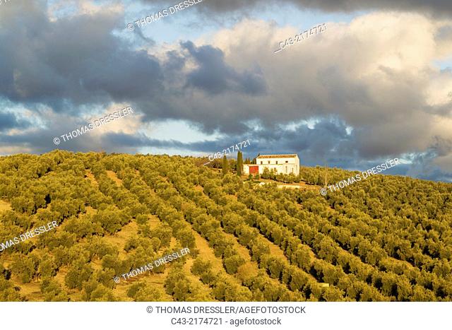 Cultivated olive trees (Olea europaea) and farmhouse. Málaga province, Andalusia, Spain