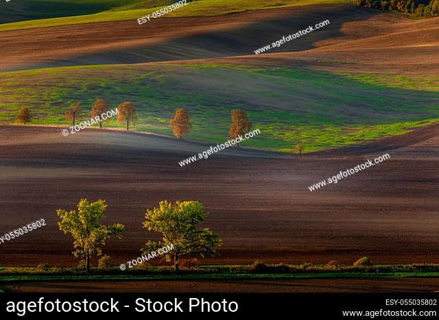 Row of chestnuts among fields in a wavy autumn landscape at dawn. Karlin, South Moravia, Czech Republic