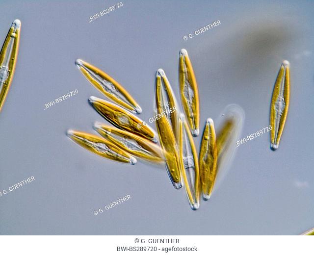 diatom (Navicula spec.), group, Germany