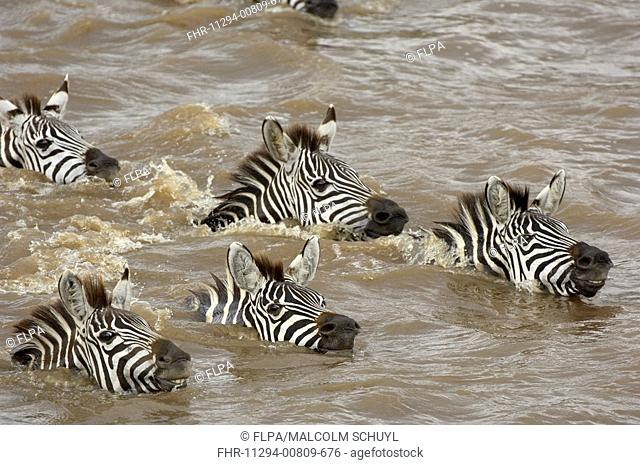 Common Zebra Equus quagga herd, crossing river on migration, Mara River, Masai Mara, Kenya