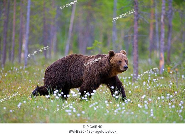 European brown bear Ursus arctos arctos, European brown bear in boreal forest, Finland, Martinselkonen Wilds Centre