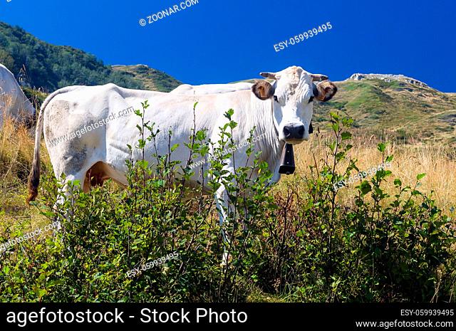 Cow in Prato Nevoso, Piedmont, Italy