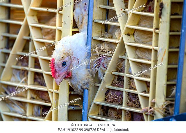 07 October 2019, Mecklenburg-Western Pomerania, Neustadt-Glewe: A truck team loaded with chickens had left the road, the load tipped over from the trailer