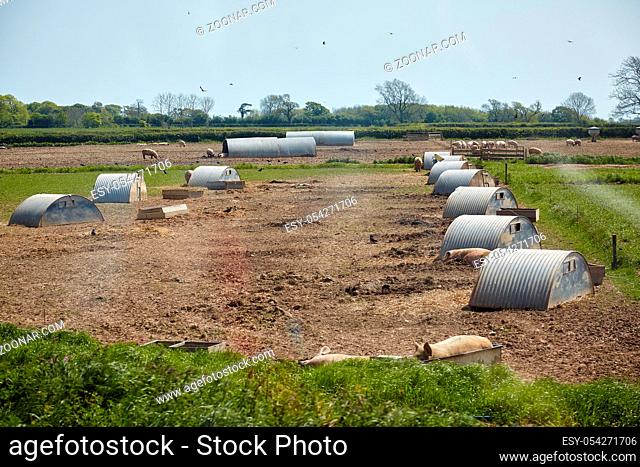 The view of the pigs near the pig ark on the outdoor pig unit in Devon. England
