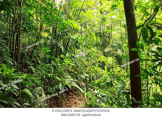 High jungle Henri Pittier National Park Venezuela