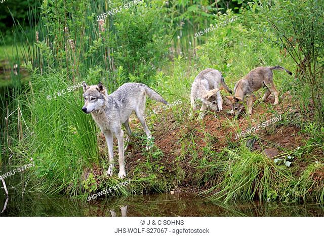Gray Wolf, (Canis lupus), adult with youngs at water, social behaviour, Pine County, Minnesota, USA, North America