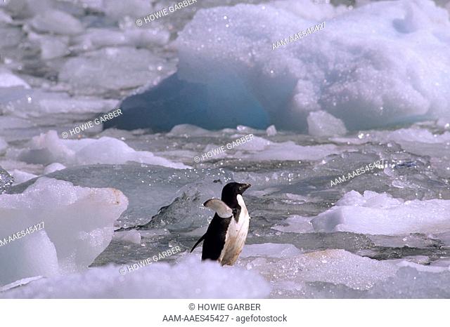 BIEX-101 Adelie Penguin (Pygoscelis adeliae) doesn't have much room for diving, Antarctic Peninsula Original: 35mm Transparency