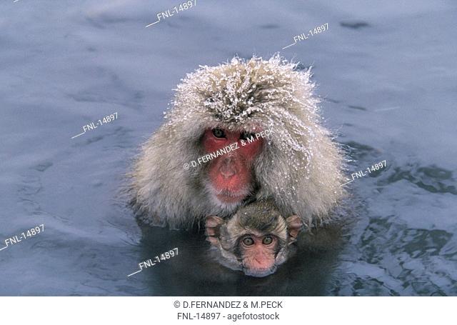Close-up of Japanese Macaque Macaca fuscata in water with its young ones, Nagano Prefecture, Honshu, Japan