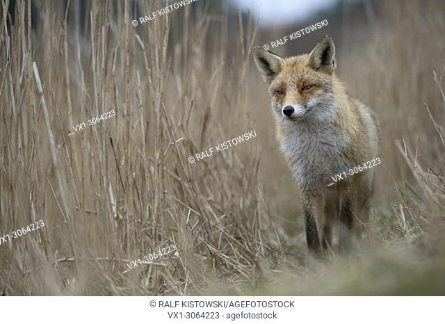 Red Fox ( Vulpes vulpes ) stands on a fox path leading through dry reed grass, looks cautious and indecisive, cocked ears, wildlife, Europe