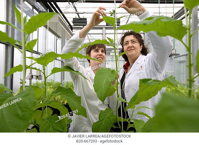 Tobacco biofactory plants,  biosafety greenhouse, P2, Neiker Tecnalia, Instituto de Investigación y Desarrollo Agrario, Ganadero, Forestal y del Medio Natural