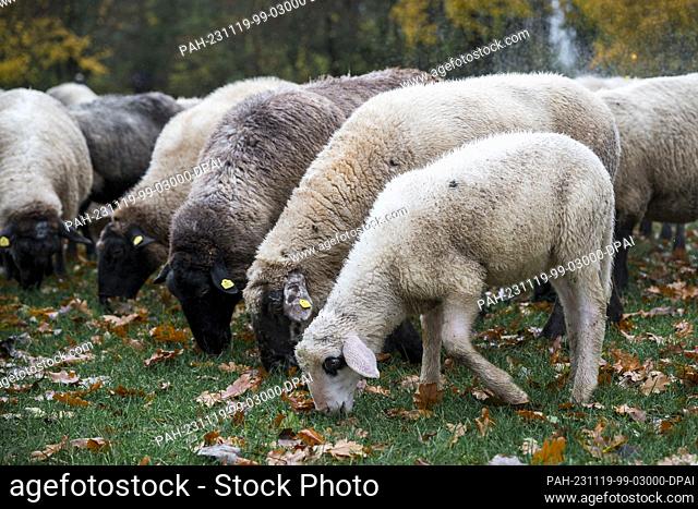 19 November 2023, Bavaria, Nuremberg: Sheep graze on the Wöhrder Wiese. 600 sheep move through Nuremberg city center to get from the Pegnitz Valley to their...