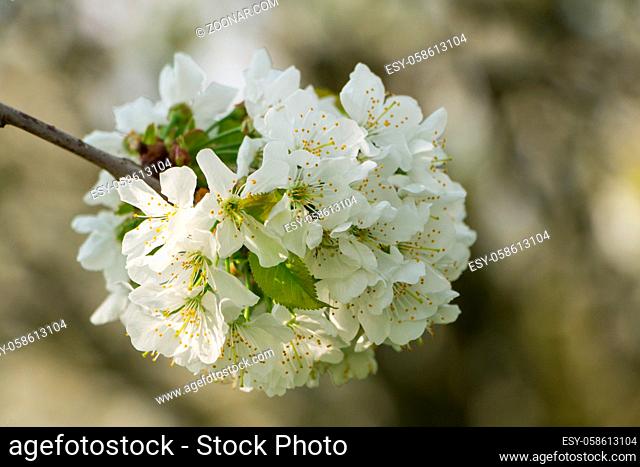 Cherry blossom on an old tree in a fruit yard