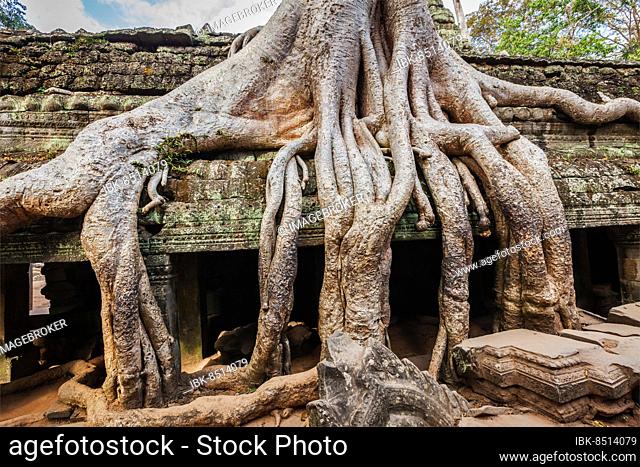 Travel Cambodia concept background, ancient ruins with tree roots, Ta Prohm temple, Angkor, Cambodia, Asia
