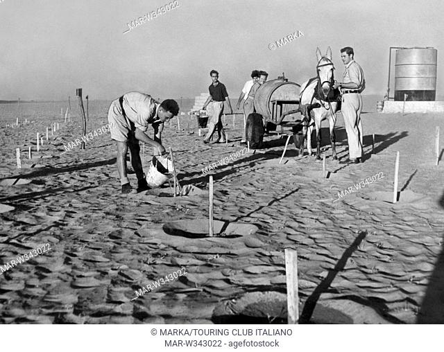 medio oriente, israele, prime piantagioni nel deserto del negev, 1950 // middle east, israel, first plantations in the negev desert, 1950