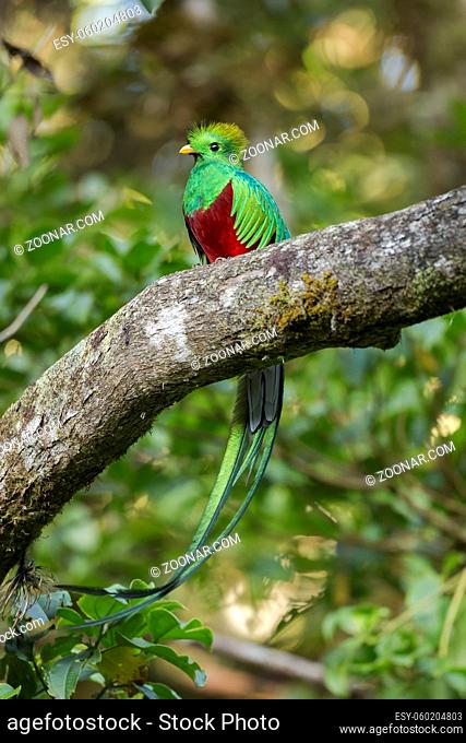 Colorful resplendent quetzal sitting on a scrub in cloud forest at sunset. Exotic wild animal in national park of Costa Rica