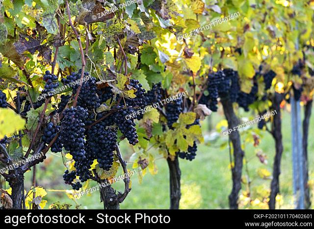 autumn colours of vineyard. Wine on field in morning sun. Harvest of bunch of grapes near Cejkovice, Czech Republic, October 20, 2020