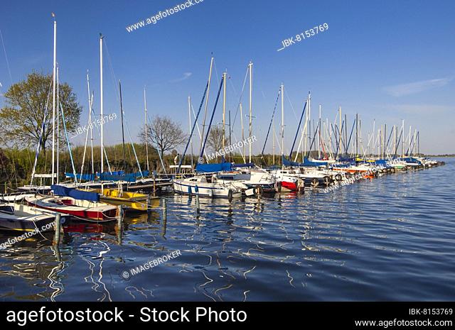 Sailing boat on Lake Dümmer, Olgahafen, Oldenburger Münsterland, Dümmerlohhausen, Lower Saxony, Germany, Europe