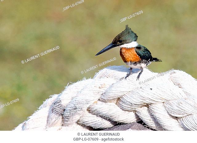 Bird, Martim-fisherman-small, Lençois, Atins, Maranhão, Brazil