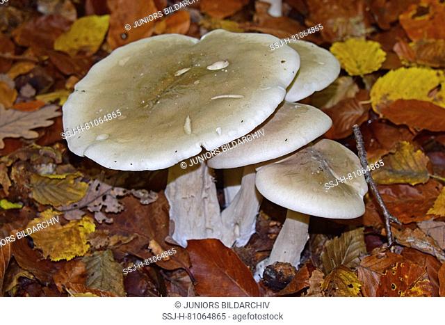 Clouded Agaric (Clitocybe nebularis) in autumn foliage