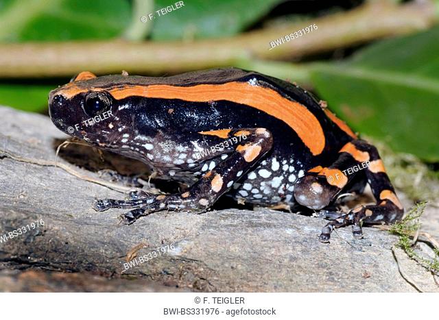 Red-banded Crevice Creeper, Red-banded rubber frog (Phrynomantis bifasciatus, Phrynomerus bifasciatus), on a branch